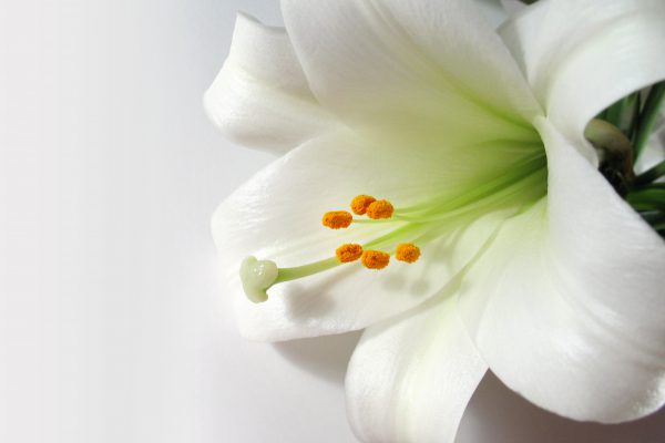An Easter Lily on a solid off-white background.